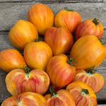 Load image into Gallery viewer, Tomato, &#39;Midnight Sun&#39;
