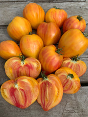 Load image into Gallery viewer, Tomato, &#39;Midnight Sun&#39;
