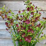 Load image into Gallery viewer, Nicotiana, &#39;Bronze Queen&#39;
