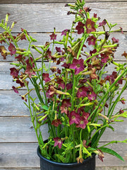 Load image into Gallery viewer, Nicotiana, &#39;Bronze Queen&#39;
