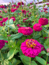 Zinnia, 'Oklahoma Carmine'