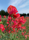 Sweet Pea, 'Prince of Orange'