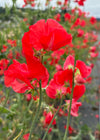 Sweet Pea, 'Restormel'