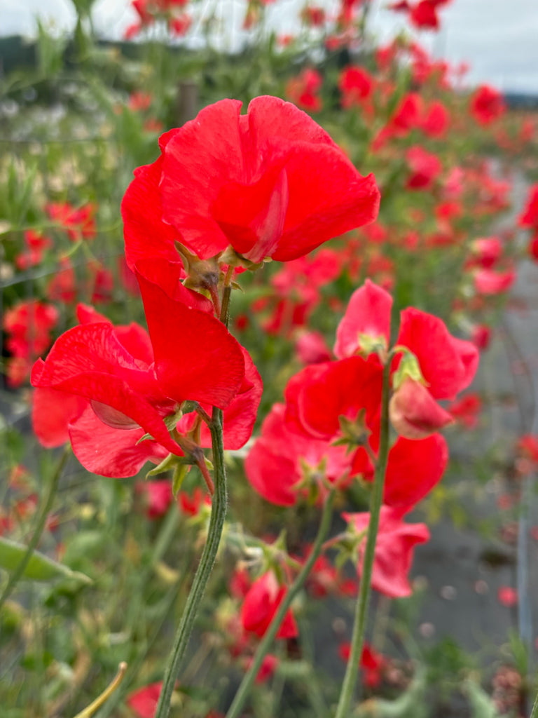 Sweet Pea, 'Restormel' | Uprising Seeds
