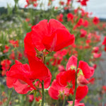 Load image into Gallery viewer, Sweet Pea, &#39;Restormel&#39;
