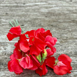 Load image into Gallery viewer, Sweet Pea, &#39;Restormel&#39;
