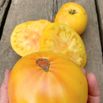 Load image into Gallery viewer, Tomato, &#39;Sandburg&#39;
