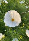 Cosmos, 'Cupcake White'