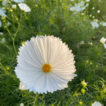 Load image into Gallery viewer, Cosmos, &#39;Cupcake White&#39;
