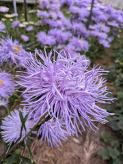 Load image into Gallery viewer, Aster, China, &#39;Hazaster Hagen Light Blue&#39;
