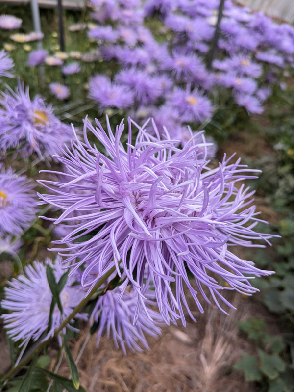 Aster, China, 'Hazaster Hagen Light Blue'