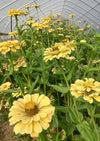 Zinnia, 'Isabellina'