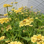 Load image into Gallery viewer, Zinnia, &#39;Isabellina&#39;
