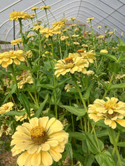 Load image into Gallery viewer, Zinnia, &#39;Isabellina&#39;
