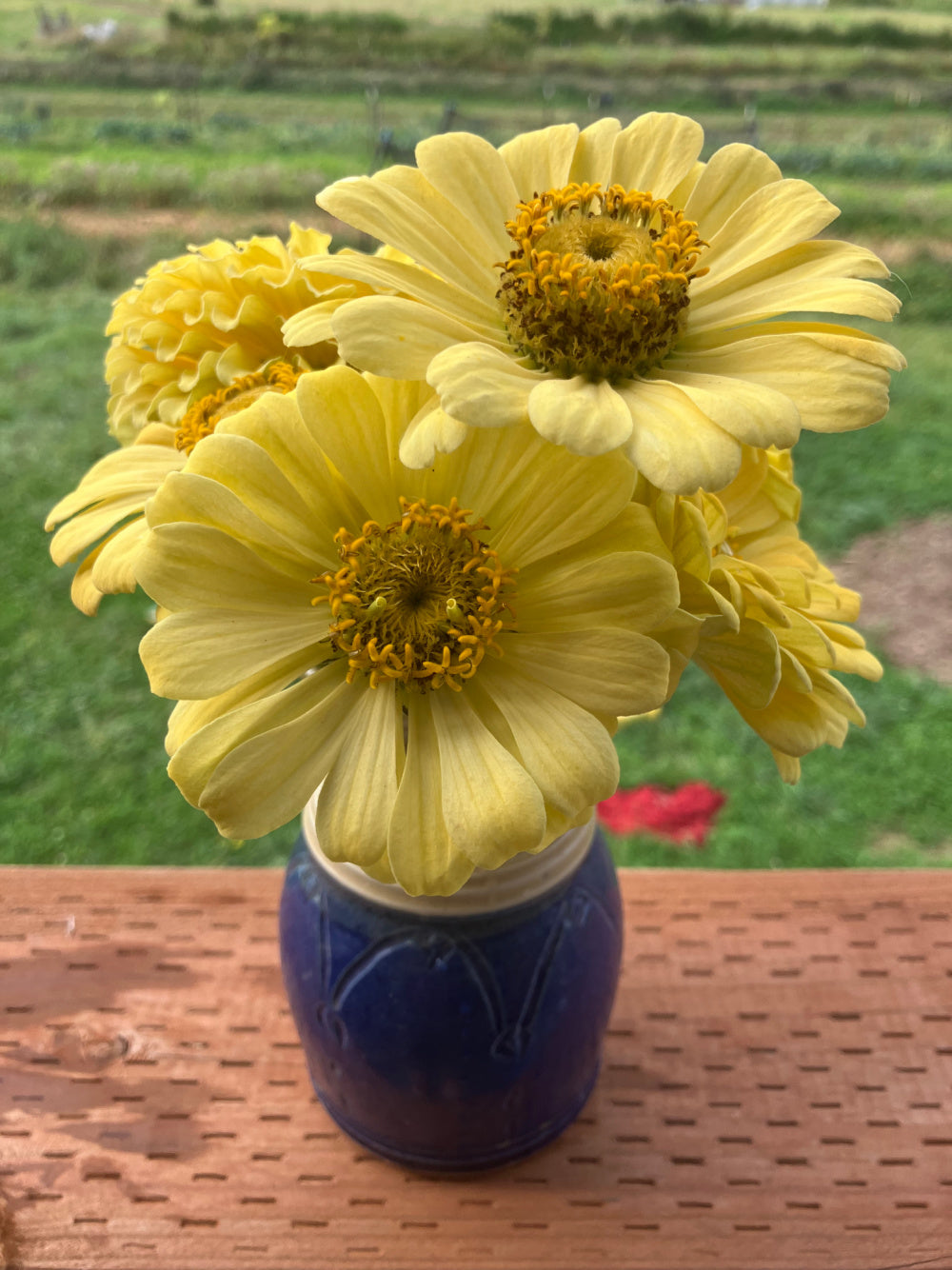 Flowers | Uprising Seeds