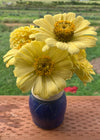 Zinnia, 'Isabellina'