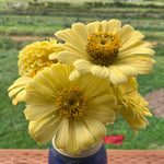 Load image into Gallery viewer, Zinnia, &#39;Isabellina&#39;
