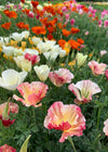 Poppy, California, 'California Mix'