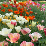 Load image into Gallery viewer, Poppy, California, &#39;California Mix&#39;
