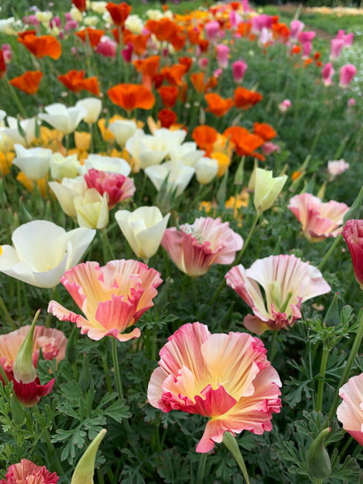 Poppy, California, 'California Mix'