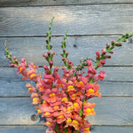 Load image into Gallery viewer, Snapdragon, &#39;Orange Wonder&#39;
