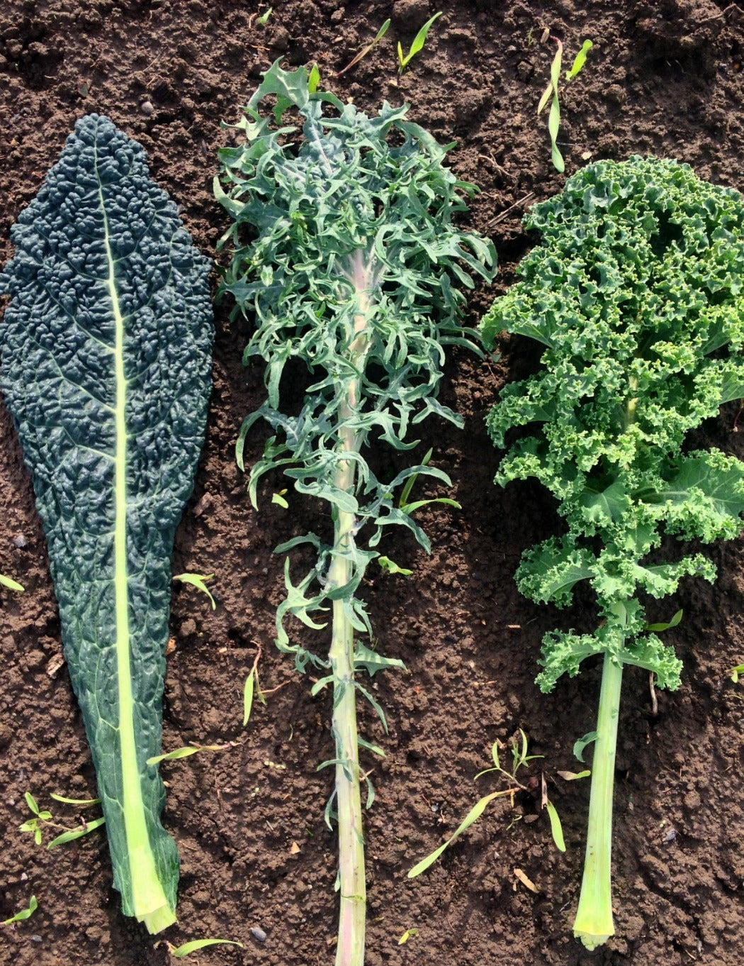 Kale, 'A Tale of 3 Kales
