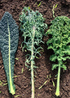 Kale, 'A Tale of 3 Kales'