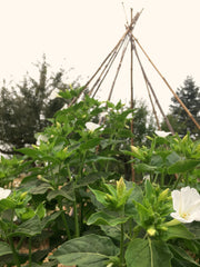 Load image into Gallery viewer, Four O&#39;Clocks, &#39;Full Moon&#39;
