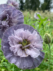 Load image into Gallery viewer, Poppy, Shirley, &#39;Amazing Grey&#39;

