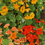 Load image into Gallery viewer, Nasturtium, &#39;Alaska&#39;
