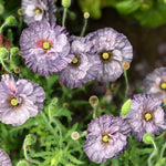 Load image into Gallery viewer, Poppy, Shirley, &#39;Amazing Grey&#39;
