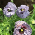 Load image into Gallery viewer, Poppy, Shirley, &#39;Amazing Grey&#39;

