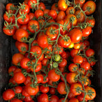 Load image into Gallery viewer, Tomato, &#39;Annarita&#39;
