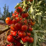 Load image into Gallery viewer, Tomato, &#39;Annarita&#39;
