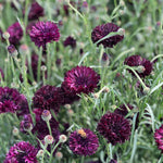 Load image into Gallery viewer, Bachelor&#39;s Button, &#39;Black Ball&#39;
