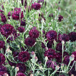 Load image into Gallery viewer, Bachelor&#39;s Button, &#39;Black Ball&#39;
