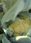 Cauliflower, 'Broccolo di Bassano (il Bonorivo)'