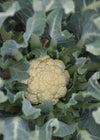 Cauliflower, 'Broccolo di Bassano (il Tardivo)'