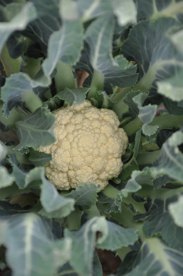 Cauliflower, 'Broccolo di Bassano (il Tardivo)'