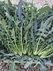 Load image into Gallery viewer, Broccoli, &#39;Broccolo Fiolaro di Creazzo&#39;
