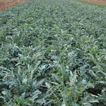 Load image into Gallery viewer, Broccoli, &#39;Broccolo Fiolaro di Creazzo&#39;
