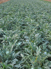 Load image into Gallery viewer, Broccoli, &#39;Broccolo Fiolaro di Creazzo&#39;
