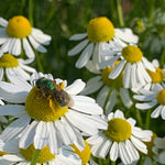 Load image into Gallery viewer, German Chamomile
