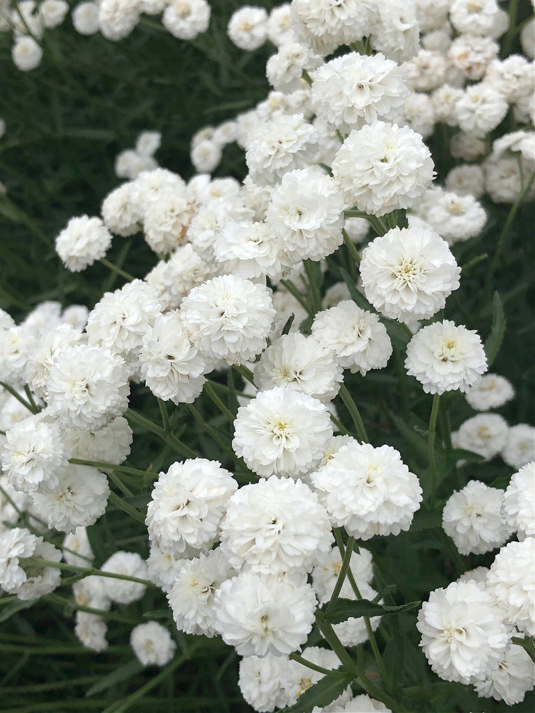 Pearl Yarrow, 'Double Diamond' | Uprising Seeds