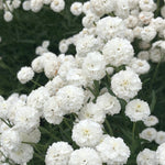 Load image into Gallery viewer, Pearl Yarrow, &#39;Double Diamond&#39;
