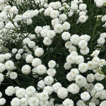 Load image into Gallery viewer, Pearl Yarrow, &#39;Double Diamond&#39;
