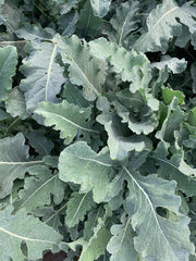 Load image into Gallery viewer, Broccoli, &#39;Broccolo Fiolaro di Creazzo&#39;
