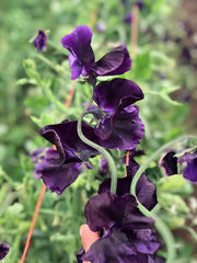 Load image into Gallery viewer, Sweet Pea, &#39;Just Jenny&#39;
