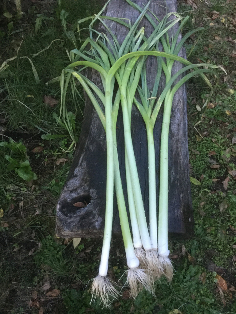 Leek, 'Lincoln' | Uprising Seeds