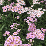Load image into Gallery viewer, Siberian Yarrow, &#39;Love Parade&#39;
